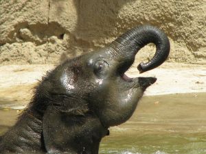 Een baby olifantje