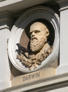 Darwin wordt gezien als de gronlegger van de evolutie theorie