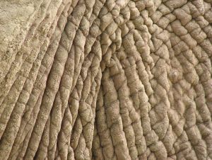 De huid van de olifant