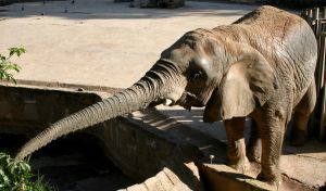 De slurf van de olifant is bijna net zo groot als hijzelf