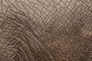 De huid van de olifant