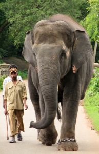 De relatie tussen olifanten en mensen is vaak niet evenwichtig