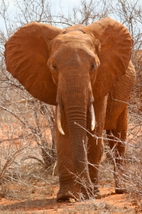 De oren van de olifant