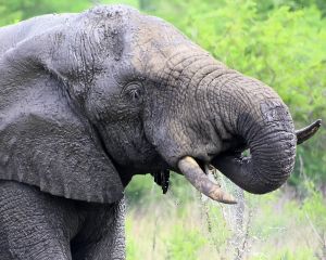Slurf van de olifant